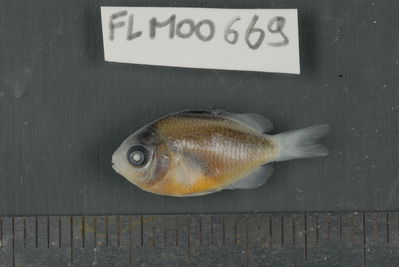 Stegastes nigricans
- Field ID: FLMOO_669
- Collection date: 2009-10-19
- Collection method: Light trap
- GPS: 17Â°28'55,99""S - 149Â°52'26,00""W
- Depth: -2m
- Standard lengh: 19mm
- COI DNA seq.: 
CCTTTATCTAGTATTTGGTGCCTGGGCCGGAATAGTAGGAACAGCTTTAAGTCTCCTCATTCGGGCAGAACTAAGCCAACCAGGTGCTCTCCTCGGAGACGACCAGATTTACAATGTTATTGTTACAGCACATGCCTTTGTAATAATTTTCTTTATAGTAATACCAATCATGATTGGAGGATTTGGAAATTGACTTATCCCCCTAATGATTGGAGCCCCCGATATGGCTTTCCCTCGAATAAACAACATGAGTTTTTGACTCCTTCCCCCATCATTTCTCCTCCTGCTTGCTTCTTCAGGTGTTGAAGCAGGCGCAGGAACAGGGTGAACTGTATACCCCCCACTCTCTGGCAACTTAGCCCACGCAGGGGCTTCCGTTGACCTGACTATTTTTTCACTTCACCTAGCAGGGATCTCGTCCATCCTAGGTGCAATTAACTTCATTACTACAATTATTAATATGAAACCGCCCGCTATTTCCCAATACCAAACCCCACTCTTTGTGTGAGCCGTACTAATCACGGCCGTCCTACTACTCCTCTCTCTTCCAGTACTGGCAGCCGGAATTACTATGCTTCTGACGGACCGGAACCTAAACACCACTTTCTTTGACCCTGCAGGAGGAGGAGATCCCATTCTTTACCAACATCTATTC
