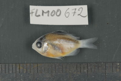 Stegastes nigricans
- Field ID: FLMOO_672
- Collection date: 2009-10-19
- Collection method: 
- GPS: 17Â°28'55,99""S - 149Â°52'26,00""W
- Depth: 
- Standard lengh: 19mm
- COI DNA seq.: 
CCTTTATCTAGTATTTGGTGCCTGGGCCGGAATAGTAGGAACAGCTTTAAGTCTCCTCATTCGGGCAGAACTAAGCCAACCAGGTGCTCTCCTCGGAGACGACCAGATTTACAATGTTATTGTTACAGCACATGCCTTTGTAATAATTTTCTTTATAGTAATACCAATCATGATTGGAGGATTTGGAAATTGACTTATCCCCCTAATGATTGGAGCCCCCGATATGGCTTTCCCTCGAATAAACAACATGAGTTTTTGACTCCTTCCCCCATCATTTCTCCTCCTGCTTGCTTCTTCAGGTGTTGAAGCAGGCGCAGGAACAGGGTGAACTGTATACCCCCCACTCTCTGGCAACTTAGCCCACGCAGGGGCTTCCGTTGACCTGACTATTTTTTCACTTCACCTAGCAGGGATCTCGTCCATCCTAGGTGCAATTAACTTCATTACTACAATTATTAATATGAAACCGCCCGCTATTTCCCAATACCAAACCCCACTCTTTGTGTGAGCCGTACTAATCACGGCCGTCCTACTACTCCTCTCTCTTCCAGTACTGGCAGCCGGAATTACTATGCTTCTGACGGACCGGAACCTAAACACCACTTTCTTTGACCCTGCAGGAGGAGGAGATCCCATTCTTTACCAACATCTATTC
