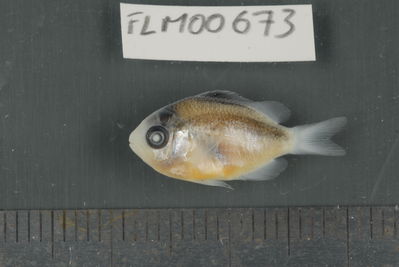 Stegastes nigricans
- Field ID: FLMOO_673
- Collection date: 2009-10-19
- Collection method: Light trap
- GPS: 17Â°28'55,99""S - 149Â°52'26,00""W
- Depth: -2m
- Standard lengh: 19mm
- COI DNA seq.: 
CCTTTATCTAGTATTTGGTGCCTGGGCCGGAATAGTAGGAACAGCTTTAAGTCTCCTCATTCGGGCAGAACTAAGCCAACCAGGTGCTCTCCTCGGAGACGACCAGATTTACAATGTTATTGTTACAGCACATGCCTTTGTAATAATTTTCTTTATAGTAATACCAATCATGATTGGAGGATTTGGAAATTGACTTATCCCCCTAATGATTGGAGCCCCCGATATGGCTTTCCCTCGAATAAACAACATGAGTTTTTGACTCCTTCCCCCATCATTTCTCCTCCTGCTTGCTTCTTCAGGTGTTGAAGCAGGCGCAGGAACAGGGTGAACTGTATACCCCCCACTCTCTGGCAACTTAGCCCACGCAGGGGCTTCCGTTGACCTGACTATTTTTTCACTTCACCTAGCAGGGATCTCGTCCATCCTAGGTGCAATTAACTTCATTACTACAATTATTAATATGAAACCGCCCGCTATTTCCCAATACCAAACCCCACTCTTTGTGTGAGCCGTACTAATCACGGCCGTCCTACTACTCCTCTCTCTTCCAGTACTGGCAGCCGGAATTACTATGCTTCTGACGGACCGGAACCTAAACACCACTTTCTTTGACCCTGCAGGAGGAGGAGATCCCATTCTTTACCAACATCTATTC

