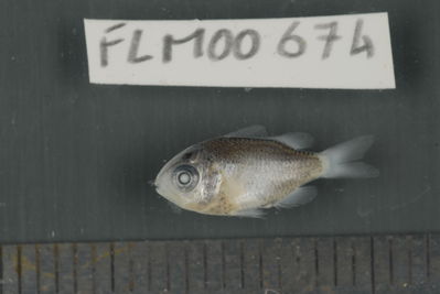 Chromis viridis
- Field ID: FLMOO_674
- Collection date: 2009-10-19
- Collection method: Light trap
- GPS: 17Â°28'55,99""S - 149Â°52'26,00""W
- Depth: -2m
- Standard lengh: 13mm
- COI DNA seq.: 
CCTCTACCTAGTATTTGGTGCCTGAGCTGGAATAGTAGGCACAGCTTTAAGCCTCCTCATTCGAGCAGAACTGAGCCAACCAGGCGCCCTCCTCGGAGACGACCAGATTTATAATGTCATTGTTACAGCACACGCCTTTGTAATAATTTTCTTTATAGTAATGCCAATTATGATTGGAGGATTCGGAAACTGACTTATTCCTCTCATGATCGGGGCCCCTGATATGGCATTCCCTCGAATGAACAACATAAGCTTCTGACTCCTCCCTCCCTCGTTTTTACTTCTACTTGCCTCTTCCGGTGTTGAAGCAGGTGCAGGTACAGGATGAACTGTATACCCTCCCCTGTCGGGAAACCTGGCTCACGCAGGGGCCTCTGTAGACCTAACTATTTTCTCCCTCCACCTGGCAGGTATTTCCTCAATCCTGGGAGCAATTAATTTTATTACTACCATCATTAACATGAAACCCCCTGCTATTTCTCAATATCAAACCCCACTCTTTGTATGAGCCGTTCTCATCACTGCTGTCCTTCTACTACTCTCTCTCCCAGTCTTAGCTGCTGGCATCACCATGCTCCTAACTGATCGAAACCTAAATACCACCTTCTTCGACCCAGCGGGAGGAGGGGACCCAATTCTGTACCAACACCTATTC

