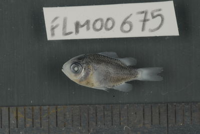 Chromis atripectoralis
- Field ID: FLMOO_675
- Collection date: 2009-10-19
- Collection method: Light trap
- GPS: 17Â°28'55,99""S - 149Â°52'26,00""W
- Depth: -2m
- Standard lengh: 12mm
- COI DNA seq.: 
CCTCTACCTAGTATTTGGTGCCTGAGCTGGAATAGTAGGCACAGCTTTAAGCCTCCTCATTCGAGCAGAACTAAGCCAACCAGGCGCTCTCCTCGGAGACGACCAGATTTATAATGTTATTGTTACAGCACACGCCTTTGTAATAATTTTCTTTATAGTAATGCCAATCATAATTGGAGGGTTCGGAAACTGACTCATCCCTCTCATGATCGGAGCCCCTGATATGGCATTCCCTCGAATGAACAACATGAGCTTCTGACTTCTTCCTCCTTCATTTCTACTTCTGCTCGCCTCTTCCGGTGTTGAAGCAGGTGCAGGCACAGGGTGGACTGTTTATCCTCCCCTATCGGGAAACCTGGCCCACGCAGGAGCCTCTGTAGACCTGACTATTTTCTCCCTCCATTTAGCAGGTATTTCCTCAATCCTGGGAGCAATTAATTTTATTACCACCATTATTAACATGAAACCCCCTGCTATCTCTCAGTATCAAACTCCGCTCTTTGTATGAGCCGTCCTCATCACTGCTGTCCTTCTACTTCTTTCTCTCCCAGTCTTAGCCGCTGGCATTACTATGCTCCTAACTGATCGAAACCTAAATACCACCTTCTTCGACCCAGCAGGAGGAGGTGACCCAATCCTGTACCAACATCTGTTC

