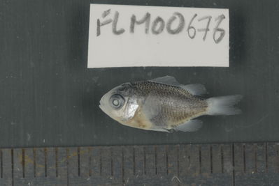 Chromis atripectoralis
- Field ID: FLMOO_676
- Collection date: 2009-10-19
- Collection method: Light trap
- GPS: 17Â°28'55,99""S - 149Â°52'26,00""W
- Depth: -2m
- Standard lengh: 13mm
- COI DNA seq.: 
CCTCTACCTAGTATTTGGTGCCTGAGCTGGAATAGTAGGCACAGCTTTAAGCCTCCTCATTCGAGCAGAACTAAGCCAACCAGGCGCTCTCCTCGGAGACGACCAGATTTATAATGTTATTGTTACAGCACACGCCTTTGTAATAATTTTCTTTATAGTAATGCCAATCATAATTGGAGGATTCGGAAACTGACTCATCCCTCTCATGATCGGAGCCCCTGATATGGCATTCCCTCGAATGAACAACATGAGCTTCTGACTTCTTCCTCCTTCATTTCTACTTCTGCTCGCCTCTTCCGGTGTTGAAGCAGGTGCAGGCACAGGGTGGACTGTTTATCCTCCCCTATCGGGAAACCTGGCCCACGCAGGAGCCTCTGTAGACCTGACTATTTTCTCCCTCCATTTAGCAGGTATTTCCTCAATCCTGGGAGCAATTAATTTTATTACCACCATTATTAACATGAAACCCCCTGCTATCTCTCAATATCAAACTCCGCTCTTTGTATGAGCCGTCCTCATCACTGCTGTCCTTCTACTTCTTTCTCTCCCAGTCTTAGCCGCTGGCATTACTATGCTCCTAACTGATCGAAACCTAAATACCACCTTCTTCGACCCAGCAGGAGGAGGTGACCCAATCCTGTACCAACATCTGTTC
