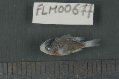 Chromis atripectoralis
- Field ID: FLMOO_677
- Collection date: 2009-10-19
- Collection method: Light trap
- GPS: 17Â°28'55,99""S - 149Â°52'26,00""W
- Depth: -2m
- Standard lengh: 13mm
- COI DNA seq.: 
CCTCTACCTAGTATTTGGTGCCTGAGCTGGAATAGTAGGCACAGCTTTAAGCCTCCTCATTCGAGCAGAACTAAGCCAACCAGGCGCTCTCCTCGGAGACGACCAGATTTATAATGTTATTGTTACAGCACACGCCTTTGTAATAATTTTCTTTATAGTAATGCCAATCATAATTGGAGGGTTCGGAAACTGACTCATCCCTCTCATGATCGGAGCCCCTGATATGGCATTCCCTCGAATGAACAACATGAGCTTCTGACTTCTTCCTCCTTCATTTCTACTTCTGCTCGCCTCTTCCGGTGTTGAAGCAGGTGCAGGCACAGGGTGGACTGTTTATCCTCCCCTATCGGGAAACCTGGCCCACGCAGGAGCCTCTGTAGACCTGACTATTTTCTCCCTCCATTTAGCAGGTATTTCCTCAATCCTGGGAGCAATTAATTTTATTACCACCATTATTAACATGAAACCCCCTGCTATCTCTCAATATCAAACTCCGCTCTTTGTATGAGCCGTCCTCATCACTGCTGTCCTTCTACTTCTTTCTCTCCCAGTCTTAGCCGCTGGCATTACTATGCTCCTAACTGATCGAAACCTAAATACCACCTTCTTCGACCCAGCAGGAGGAGGTGACCCAATCCTGTACCAACATCTGTTC

