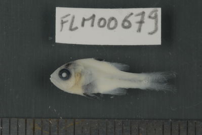 Apogon doryssa
- Field ID: FLMOO_679
- Collection date: 2009-10-19
- Collection method: Light trap
- GPS: 17Â°28'55,99""S - 149Â°52'26,00""W
- Depth: -2m
- Standard lengh: 16mm
- COI DNA seq.: 
CCTTTATCTAGTTTTCGGTGCTTGAGCCGGGATAGTCGGAACTGCCCTTAGCTTGCTTATTCGAGCTGAGCTAAGCCAGCCCGGCGCCCTTCTTGGCGACGACCAGATTTATAATGTAATTGTTACAGCACATGCATTTGTGATGATTTTCTTTATAGTAATGCCAATCATGATTGGAGGCTTCGGAAACTGGCTAATCCCGCTGATGATCGGCGCCCCTGACATGGCATTCCCCCGAATGAATAACATGAGCTTCTGGCTCCTCCCTCCCTCATTCCTTCTTCTGCTTGCCTCCTCTGGCGTAGAAGCAGGAGCTGGAACCGGTTGAACAGTATACCCTCCCCTCGCAGGCAACCTGGCCCATGCAGGAGCCTCTGTCGACCTAACAATCTTTTCCCTTCACCTGGCTGGGATTTCATCGATCCTTGGGGCTATCAATTTTATTACCACAATTATTAATATGAAACCCCCTGCCATCACTCAGTACCAAACTCCCCTATTCGTGTGAGCAGTCCTAATTACAGCCGTTCTCCTTCTTCTCTCCCTGCCTGTCCTAGCCGCTGGAATTACAATGCTACTCACAGACCGAAACCTAAACACAACCTTCTTCGACCCGGCAGGGGGAGGGGACCCCATTTTATATCAACACTTATTC
