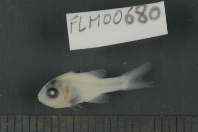 Apogon doryssa
- Field ID: FLMOO_680
- Collection date: 2009-10-19
- Collection method: Light trap
- GPS: 17Â°28'55,99""S - 149Â°52'26,00""W
- Depth: -2m
- Standard lengh: 16mm
- COI DNA seq.: 
CCTTTATCTAGTTTTCGGTGCTTGAGCCGGGATAGTCGGAACTGCTCTTAGCCTGCTTATTCGAGCTGAGCTGAGCCAGCCCGGCGCCCTTCTTGGCGACGACCAGATTTATAATGTAATTGTTACAGCACATGCATTTGTGATGATTTTCTTTATAGTAATGCCAATCATGATTGGAGGCTTCGGAAACTGGCTAATCCCGCTGATGATCGGCGCCCCTGACATGGCATTCCCCCGAATGAATAACATGAGCTTCTGGCTCCTCCCTCCCTCATTCCTTCTTCTGCTTGCCTCCTCTGGCGTAGAAGCAGGAGCTGGAACCGGTTGAACAGTATACCCTCCCCTCGCAGGCAACTTGGCCCATGCAGGAGCCTCTGTCGACCTAACAATCTTTTCCCTTCACCTGGCTGGGATTTCATCGATCCTTGGGGCTATTAATTTTATTACCACAATTATTAATATGAAACCCCCTGCCATCACTCAGTACCAGACTCCCTTATTCGTATGAGCAGTCCTAATTACAGCCGTTCTCCTTCTTCTCTCCCTGCCTGTCCTAGCCGCTGGAATTACAATGCTACTCACAGACCGAAACCTAAACACAACCTTCTTTGACCCGGCAGGGGGAGGGGACCCCATTTTATATCAGCACTTATTC

