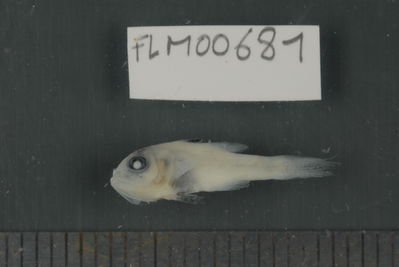 Apogon doryssa
- Field ID: FLMOO_681
- Collection date: 2009-10-19
- Collection method: Light trap
- GPS: 17Â°28'55,99""S - 149Â°52'26,00""W
- Depth: -2m
- Standard lengh: 15mm
- COI DNA seq.: 
CCTTTATCTAGTTTTCGGTGCTTGAGCCGGGATAGTCGGAACTGCCCTTAGCTTGCTTATTCGAGCTGAGCTAAGCCAGCCCGGCGCCCTTCTTGGCGACGACCAGATTTATAATGTAATTGTTACAGCACATGCATTTGTGATGATTTTCTTTATAGTAATGCCAATCATGATTGGAGGCTTCGGAAACTGGCTAATCCCGCTGATGATCGGCGCCCCTGACATGGCATTCCCCCGAATGAATAACATGAGCTTCTGGCTCCTCCCTCCCTCATTCCTTCTTCTGCTTGCCTCCTCTGGCGTAGAAGCAGGAGCTGGAACCGGTTGAACAGTATACCCTCCCCTCGCAGGCAACCTGGCCCATGCAGGAGCCTCTGTCGACCTAACAATCTTTTCCCTTCACCTGGCTGGGATTTCATCGATCCTTGGGGCTATCAATTTTATTACCACAATTATTAATATGAAACCCCCTGCCATCACTCAGTACCAAACTCCCCTATTCGTGTGAGCAGTCCTAATTACAGCCGTTCTCCTTCTTCTCTCCCTGCCTGTCCTAGCCGCTGGAATTACAATGCTACTCACAGACCGAAACCTAAACACAACCTTCTTCGACCCGGCAGGGGGAGGGGACCCCATTTTATATCAACACTTATTC
