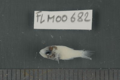 Nectamia savayensis
- Field ID: FLMOO_682
- Collection date: 2009-10-19
- Collection method: Light trap
- GPS: 17Â°28'55,99""S - 149Â°52'26,00""W
- Depth: -2m
- Standard lengh: 12mm
- COI DNA seq.: 
CCTTTATCTAGTATTTGGTGCTTGAGCCGGGATAGTCGGAACTGCCCTTAGTTTACTAATTCGAGCTGAACTAAGCCAGCCCGGGGCCCTTCTTGGCGACGACCAAATTTATAATGTTATCGTTACAGCACATGCATTTGTTATAATTTTCTTTATAGTAATACCAATCATGATTGGAGGCTTCGGAAACTGACTGATCCCCCTTATGATCGGCGCTCCTGATATGGCATTCCCTCGAATAAATAATATGAGCTTCTGACTTCTCCCACCCTCATTCCTCCTTCTGCTCGCCTCTTCTGGGGTAGAAGCCGGAGCCGGAACCGGGTGAACAGTCTACCCCCCTCTTGCAGGCAACCTCGCCCACGCGGGAGCTTCAGTAGACCTGACAATCTTCTCCCTGCATCTTGCAGGGATCTCGTCAATTCTGGGGGCCATCAACTTCATCACTACAATTATTAACATAAAACCGCCCGCCATCACTCAATACCAAACCCCCCTATTTGTTTGAGCAGTCCTTATCACTGCTGTTCTCCTCCTTCTTTCCCTTCCTGTTCTAGCTGCCGGGATTACAATGCTCCTTACAGACCGAAATCTAAATACAACTTTCTTTGACCCAGCAGGAGGTGGTGACCCCATTCTTTACCAACACCTATTC
