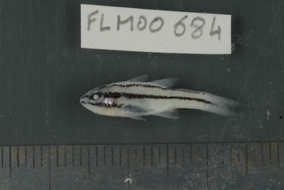 Apogon novemfasciatus
- Field ID: FLMOO_684
- Collection date: 2009-10-20
- Collection method: Light trap
- GPS: 17Â°28'59,99""S - 149Â°52'10,99""W
- Depth: -2m
- Standard lengh: 20mm
- COI DNA seq.: 
CCTTTATCTAGTATTTGGTGCTTGAGCCGGGATAGTCGGAACAGCACTCAGCCTGCTCATTCGAGCTGAGCTCAGCCAACCTGGAGCCCTCCTCGGCGACGACCAAATTTATAATGTGATCGTAACAGCACATGCATTCGTAATAATTTTCTTTATAGTAATACCAATCATGATTGGAGGCTTCGGGAATTGACTAATCCCTCTAATGATCGGTGCCCCCGACATGGCATTCCCGCGAATAAACAACATAAGCTTCTGACTCCTTCCCCCCTCATTCCTCCTTCTACTTGCCTCCTCTGGTGTAGAAGCTGGGGCAGGGACCGGATGAACCGTCTACCCCCCTCTTGCAGGCAATCTTGCCCACGCAGGGGCTTCTGTTGACTTAACAATTTTCTCCCTCCACCTAGCCGGTGTATCATCAATTTTAGGAGCAATTAATTTTATCACTACAATTATTAACATAAAACCTCCCGCTATTACCCAATATCAGACCCCCTTATTTGTATGGGCAGTTCTTATTACAGCAGTGCTTCTTCTACTTTCCCTTCCTGTTCTAGCAGCTGGCATCACAATACTTCTTACAGATCGAAACCTAAATACGACTTTCTTCGACCCAGCAGGAGGTGGTGACCCAATTCTTTATCAACACCTATTC

