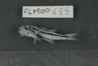 Apogon nigrofasciatus
- Field ID: FLMOO_685
- Collection date: 2009-10-20
- Collection method: Light trap
- GPS: 17Â°28'59,99""S - 149Â°52'10,99""W
- Depth: -2m
- Standard lengh: 22mm
- COI DNA seq.: 
CCTTTATCTAGTATTTGGTGCTTGAGCCGGGATAGTCGGAACAGCACTCAGCCTGCTCATTCGAGCTGAGCTCAGCCAACCTGGGGCCCTCCTCGGCGACGACCAGATCTATAATGTAATCGTTACAGCACATGCATTCGTAATAATTTTCTTTATAGTAATACCAATCATGATTGGAGGCTTCGGGAACTGACTTATTCCTCTAATGATCGGCGCTCCCGACATGGCATTTCCCCGAATAAACAATATAAGCTTCTGACTCCTTCCCCCCTCATTCCTCCTTCTACTTGCCTCCTCTGGTGTAGAAGCTGGGGCAGGGACCGGATGAACCGTCTACCCCCCTCTTGCAGGCAACCTCGCACACGCAGGGGCTTCTGTTGACTTAACAATTTTTTCCCTCCATCTAGCAGGTGTATCATCAATTTTAGGAGCAATTAATTTTATCACCACAATTATTAATATGAAACCTCCCGCTATTACCCAATATCAAACCCCCTTATTTGTGTGGGCAGTTCTTATTACAGCCGTCCTTCTTCTGCTCTCTCTTCCTGTTCTAGCAGCTGGCATCACAATACTTCTTACAGACCGAAACCTAAATACAACTTTCTTCGACCCAGCAGGAGGCGGTGACCCAATCCTTTATCAACATCTATTC


