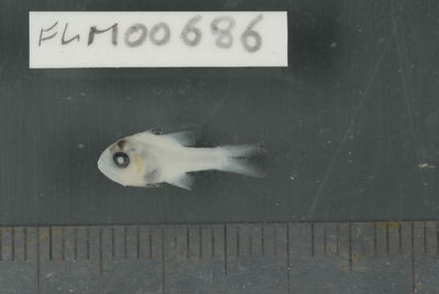 Apogon doryssa
- Field ID: FLMOO_686
- Collection date: 2009-10-20
- Collection method: Light trap
- GPS: 17Â°28'59,99""S - 149Â°52'10,99""W
- Depth: -2m
- Standard lengh: 13mm
- COI DNA seq.: 
CCTTTATCTAGTTTTCGGTGCTTGAGCCGGGATAGTCGGAACTGCCCTTAGCTTGCTTATTCGAGCTGAGCTAAGCCAGCCCGGCGCCCTTCTTGGCGACGACCAGATTTATAATGTAATTGTTACAGCACATGCATTTGTGATGATTTTCTTTATAGTAATGCCAATCATGATTGGAGGCTTCGGAAACTGGCTAATCCCGCTGATGATCGGCGCCCCTGACATGGCATTCCCCCGAATGAATAACATGAGCTTCTGGCTCCTCCCTCCCTCATTCCTTCTTCTGCTTGCCTCCTCTGGCGTAGAAGCAGGAGCTGGAACCGGTTGAACAGTATACCCTCCCCTCGCAGGCAACCTGGCCCATGCAGGAGCCTCTGTCGACCTAACAATCTTTTCCCTTCACCTGGCTGGGATTTCATCGATCCTTGGGGCTATCAATTTTATTACCACAATTATTAATATGAAACCCCCTGCCATCACTCAGTACCAAACTCCCCTATTCGTGTGAGCAGTCCTAATTACAGCCGTTCTCCTTCTTCTCTCCCTGCCTGTCCTAGCCGCTGGAATTACAATGCTACTCACAGACCGAAACCTAAACACAACCTTCTTCGACCCGGCAGGGGGAGGGGACCCCATTTTATATCAACACTTATTC
