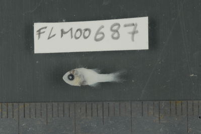 Actinopterygii
- Field ID: FLMOO_687
- Collection date: 2009-10-20
- Collection method: Light trap
- GPS: 17Â°28'59,99""S - 149Â°52'10,99""W
- Depth: -2m
- Standard lengh: 11mm
- COI DNA seq.: 
CCTCTATCTAGTTTTTGGTGCTTGAGCCGGGATAGTCGGAACTGCCCTTAGCTTGCTTATTCGAGCCGAACTAAGCCAACCTGGGGCCCTCCTCGGCGACGACCAAATTTATAATGTAATTGTTACTGCACATGCATTCGTTATAATTTTCTTTATAGTAATGCCAATTATGATTGGAGGATTTGGAAACTGGCTCATCCCCCTAATGATTGGTGCCCCTGATATAGCATTCCCTCGAATAAATAACATGAGTTTCTGACTTCTTCCCCCTTCATTCCTTCTTCTGCTTGCCTCCTCCGGCGTAGAAGCCGGGGCAGGGACCGGATGGACAGTCTACCCCCCTCTTGCAGGCAACCTGGCCCACGCAGGGGCTTCCGTTGATCTAACAATCTTCTCCCTCCACCTAGCTGGAATCTCATCAATCCTTGGGGCCATCAATTTTATTACCACAATCATTAATATGAAGCCCCCCGCCATCACCCAATACCAGACCCCCCTATTCGTGTGAGCAGTCCTTATTACCGCTGTTCTTCTTCTCCTTTCTCTGCCTGTTCTGGCCGCCGGTATCACAATGCTACTTACAGACCGAAACTTAAACACAACCTTCTTTGACCCAGCAGGAGGTGGGGACCCGATCCTATACCAACACTTATTC

