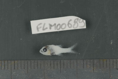 Actinopterygii
- Field ID: FLMOO_689
- Collection date: 2009-10-20
- Collection method: Light trap
- GPS: 17Â°28'59,99""S - 149Â°52'10,99""W
- Depth: -2m
- Standard lengh: 12mm
- COI DNA seq.: 
CCTCTATCTAGTTTTTGGTGCTTGAGCCGGGATAGTCGGAACTGCCCTTAGCTTGCTTATTCGAGCCGAACTAAGCCAACCTGGGGCCCTCCTCGGCGACGACCAAATTTATAATGTAATTGTTACTGCACATGCATTCGTTATAATTTTCTTTATAGTAATGCCAATTATGATTGGAGGATTTGGAAACTGGCTCATCCCCCTAATGATTGGTGCCCCTGATATAGCATTCCCTCGAATAAATAACATGAGTTTCTGACTTCTTCCCCCTTCATTCCTTCTTCTGCTTGCCTCCTCCGGCGTAGAAGCCGGGGCAGGGACCGGATGGACAGTCTACCCCCCTCTTGCAGGCAACCTGGCCCACGCAGGGGCTTCCGTTGATCTAACAATCTTCTCCCTCCACCTAGCTGGAATCTCATCAATCCTTGGGGCCATCAATTTTATTACCACAATCATTAATATGAAGCCCCCCGCCATCACCCAATACCAGACCCCCCTATTCGTGTGAGCAGTCCTTATTACCGCTGTTCTTCTTCTCCTTTCTCTGCCTGTTCTGGCCGCCGGTATCACAATGCTACTTACAGACCGAAACTTAAACACAACCTTCTTTGACCCAGCAGGAGGTGGGGACCCGATCCTATACCAACACTTATTC
