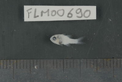Apogon doryssa
- Field ID: FLMOO_690
- Collection date: 2009-10-20
- Collection method: Light trap
- GPS: 17Â°28'59,99""S - 149Â°52'10,99""W
- Depth: -2m
- Standard lengh: 11mm
- COI DNA seq.: 
CCTTTATCTAGTCTTCGGTGCTTGAGCCGGGATAGTCGGAACTGCCCTTAGCCTGCTTATTCGAGCTGAGCTAAGTCAGCCCGGAGCCCTTCTTGGCGACGACCAAATCTACAATGTAATTGTTACAGCACATGCGTTTGTAATGATTTTCTTTATAGTAATGCCAATCATGATTGGAGGCTTTGGAAACTGGCTAATCCCGCTGATGATCGGCGCTCCTGACATGGCATTCCCTCGAATAAACAACATGAGCTTCTGACTCCTCCCTCCCTCATTCCTCCTTCTGCTTGCTTCCTCAGGCGTAGAAGCAGGGGCCGGAACGGGATGAACAGTCTATCCTCCCCTTGCAGGTAACCTAGCCCACGCAGGTGCCTCCGTTGACTTAACAATCTTCTCACTACACCTGGCTGGAATTTCATCAATCCTCGGGGCTATCAATTTTATTACCACAATTATTAACATGAAACCCCCTGCCATTACGCAGTACCAAACCCCCTTATTCGTATGAGCAGTCCTAATTACAGCTGTTCTCCTCCTCCTCTCCCTGCCTGTCCTAGCCGCCGGCATTACAATGCTACTCACGGATCGAAACCTAAACACAACCTTCTTTGACCCAGCGGGGGGAGGGGACCCCATCCTATATCAGCACTTATTC

