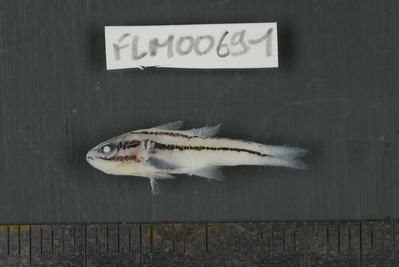 Apogon novemfasciatus
- Field ID: FLMOO_691
- Collection date: 2009-10-20
- Collection method: Light trap
- GPS: 17Â°28'57,00""S - 149Â°52'22,01""W
- Depth: -2m
- Standard lengh: 20mm
- COI DNA seq.: 
CCTTTATCTAGTATTTGGTGCTTGAGCCGGGATAGTCGGAACAGCACTCAGCCTGCTCATTCGAGCTGAGCTCAGCCAACCTGGAGCCCTCCTCGGCGACGACCAAATTTATAATGTGATCGTAACAGCACATGCATTCGTAATAATTTTCTTTATAGTAATACCAATCATGATTGGAGGCTTCGGGAATTGACTAATCCCTCTAATGATCGGTGCCCCCGACATGGCATTCCCGCGAATAAACAACATAAGCTTCTGACTCCTTCCCCCCTCATTCCTCCTTCTACTTGCCTCCTCTGGTGTAGAAGCTGGGGCAGGGACCGGATGAACCGTCTACCCCCCTCTTGCAGGCAATCTTGCCCACGCAGGGGCTTCTGTTGACTTAACAATTTTCTCCCTCCACCTAGCCGGTGTATCATCAATTTTAGGAGCAATTAATTTTATCACTACAATTATTAACATAAAACCTCCCGCTATTACCCAATATCAGACCCCCTTATTTGTATGGGCAGTTCTTATTACAGCAGTGCTTCTTCTACTTTCCCTTCCTGTTCTAGCAGCTGGCATCACAATACTTCTTACAGATCGAAACCTAAATACGACTTTCTTCGACCCAGCAGGAGGTGGTGACCCAATTCTTTATCAACACCTATTC
