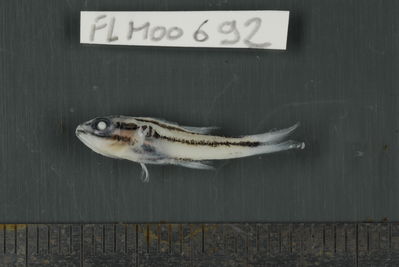 Apogon nigrofasciatus
- Field ID: FLMOO_692
- Collection date: 2009-10-20
- Collection method: Light trap
- GPS: 17Â°28'57,00""S - 149Â°52'22,01""W
- Depth: -2m
- Standard lengh: 21mm
- COI DNA seq.: 
CCTTTATCTAGTATTTGGTGCTTGAGCCGGGATAGTCGGAACAGCACTCAGCCTGCTCATTCGAGCTGAGCTCAGCCAACCTGGAGCCCTCCTCGGCGACGACCAGATCTATAATGTAATCGTTACAGCACATGCATTCGTAATAATTTTCTTTATAGTAATACCAATCATGATTGGAGGCTTCGGGAACTGACTTATTCCTCTAATGATCGGCGCTCCCGACATGGCATTTCCCCGAATAAACAATATAAGCTTCTGACTCCTTCCCCCCTCATTTCTCCTTCTACTTGCCTCCTCTGGTGTAGAAGCTGGGGCAGGGACCGGATGAACCGTCTACCCCCCTCTTGCAGGCAACCTCGCACACGCGGGGGCTTCTGTTGACTTAACAATTTTTTCCCTCCATCTAGCAGGTGTATCATCAATTTTAGGAGCAATTAATTTTATCACCACAATTATTAATATGAAACCTCCCGCTATTACCCAATATCAAACCCCCTTATTTGTGTGGGCAGTTCTTATTACAGCCGTCCTCCTTCTGCTCTCTCTTCCTGTTCTAGCAGCTGGCATCACAATACTTCTTACGGACCGAAACCTAAATACAACTTTCTTCGACCCGGCAGGAGGCGGTGACCCAATCCTTTATCAACATCTATTC
