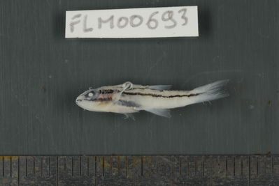 Apogon novemfasciatus
- Field ID: FLMOO_693
- Collection date: 2009-10-20
- Collection method: Light trap
- GPS: 17Â°28'57,00""S - 149Â°52'22,01""W
- Depth: -2m
- Standard lengh: 20mm
- COI DNA seq.: 
CCTTTATCTAGTATTTGGTGCTTGAGCCGGGATAGTCGGAACAGCACTCAGCCTGCTCATTCGAGCTGAGCTCAGCCAACCTGGAGCCCTCCTCGGCGACGACCAAATTTATAATGTGATCGTAACAGCACATGCATTCGTAATAATTTTCTTTATAGTAATACCAATCATGATTGGAGGCTTCGGGAATTGACTAATCCCTCTAATGATCGGTGCCCCCGACATGGCATTCCCGCGAATAAACAACATAAGCTTCTGACTCCTTCCCCCCTCATTCCTCCTTCTACTTGCCTCCTCTGGTGTAGAAGCTGGGGCAGGGACCGGATGAACCGTCTACCCCCCTCTTGCAGGCAATCTTGCCCACGCAGGGGCTTCTGTTGACTTAACAATTTTCTCCCTCCACCTAGCCGGTGTATCATCAATTTTAGGAGCAATTAATTTTATCACTACAATTATTAACATAAAACCTCCCGCTATTACCCAATATCAGACCCCCTTATTTGTATGGGCAGTTCTTATTACAGCAGTGCTTCTTCTACTTTCCCTTCCTGTTCTAGCAGCTGGCATCACAATACTTCTTACAGATCGAAACCTAAATACGACTTTCTTCGACCCAGCAGGAGGTGGTGACCCAATTCTTTATCAACACCTATTC
