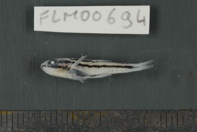 Apogon nigrofasciatus
- Field ID: FLMOO_694
- Collection date: 2009-10-20
- Collection method: Light trap
- GPS: 17Â°28'57,00""S - 149Â°52'22,01""W
- Depth: -2m
- Standard lengh: 21mm
- COI DNA seq.: 
CCTTTATCTAGTATTTGGTGCTTGAGCCGGGATAGTCGGAACAGCACTCAGCCTGCTCATTCGAGCTGAGCTCAGCCAACCTGGGGCCCTCCTCGGCGACGACCAGATCTATAATGTAATCGTTACAGCACATGCATTCGTAATAATTTTCTTTATAGTAATACCAATCATGATTGGAGGCTTCGGGAACTGACTTATTCCTCTAATGATCGGCGCTCCCGACATGGCATTTCCCCGAATAAACAATATAAGCTTCTGACTCCTTCCCCCCTCATTCCTCCTTCTACTTGCCTCCTCTGGTGTAGAAGCTGGGGCAGGGACCGGATGAACCGTCTACCCCCCTCTTGCAGGCAACCTCGCACACGCAGGGGCTTCTGTTGACTTAACAATTTTTTCCCTCCATCTAGCAGGTGTATCATCAATTTTAGGAGCAATTAATTTTATCACCACAATTATTAATATGAAACCTCCCGCTATTACCCAATATCAAACCCCCTTATTTGTGTGGGCAGTTCTTATTACAGCCGTCCTTCTTCTGCTCTCTCTTCCTGTTCTAGCAGCTGGCATCACAATACTTCTTACAGACCGAAACCTAAATACAACTTTCTTCGACCCAGCAGGAGGCGGTGACCCAATCCTTTATCAACATCTATTC
