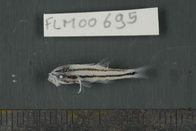 Apogon nigrofasciatus
- Field ID: FLMOO_695
- Collection date: 2009-10-20
- Collection method: Light trap
- GPS: 17Â°28'57,00""S - 149Â°52'22,01""W
- Depth: -2m
- Standard lengh: 21mm
- COI DNA seq.: 
CCTTTATCTAGTATTTGGTGCTTGAGCCGGGATAGTCGGAACAGCACTCAGCCTGCTCATTCGAGCTGAGCTCAGCCAACCTGGAGCCCTCCTCGGCGACGACCAGATCTATAATGTAATCGTTACAGCACATGCATTCGTAATAATTTTCTTTATAGTAATACCAATCATGATTGGAGGCTTCGGGAACTGACTTATTCCTCTAATGATCGGCGCTCCCGACATGGCATTTCCCCGAATAAACAATATAAGCTTCTGACTCCTTCCCCCCTCATTTCTCCTTCTACTTGCCTCCTCTGGTGTAGAAGCTGGGGCAGGGACCGGATGAACCGTCTACCCCCCTCTTGCAGGCAACCTCGCACACGCGGGGGCTTCTGTTGACTTAACAATTTTTTCCCTCCATCTAGCAGGTGTATCATCAATTTTAGGAGCAATTAATTTTATCACCACAATTATTAATATGAAACCTCCCGCTATTACCCAATATCAAACCCCCTTATTTGTGTGGGCAGTTCTTATTACAGCCGTCCTCCTTCTGCTCTCTCTTCCTGTTCTAGCAGCTGGCATCACAATACTTCTTACGGACCGAAACCTAAATACAACTTTCTTCGACCCGGCAGGAGGCGGTGACCCAATCCTTTATCAACATCTATTC
