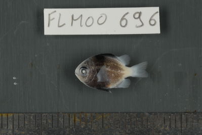 Dascyllus flavicaudus
- Field ID: FLMOO_696
- Collection date: 2009-10-20
- Collection method: Light trap
- GPS: 17Â°28'57,00""S - 149Â°52'22,01""W
- Depth: -2m
- Standard lengh: 13mm
- COI DNA seq.: 
CCTCTATCTAGTATTTGGTGCCTGAGCTGGGATAGTAGGTACAGCCCTAAGCCTGCTTATCCGGGCAGAGCTAAGCCAACCAGGCGCTCTTCTAGGGGACGACCAGATTTATAATGTCATCGTTACAGCGCACGCCTTTGTAATAATTTTCTTTATAGTAATACCAATTATGATTGGAGGGTTTGGAAACTGACTAATTCCTCTTATGATTGGAGCCCCTGACATGGCATTCCCCCGAATAAACAATATAAGTTTCTGACTCTTGCCCCCTTCATTCCTTCTTCTGCTGGCCTCTTCTGGCGTCGAAGCAGGGGCAGGCACAGGATGAACCGTCTACCCTCCCTTATCAGGAAACTTAGCGCATGCAGGAGCTTCCGTAGATCTGACCATTTTCTCGCTCCATCTGGCAGGAATTTCCTCAATCCTGGGGGCAATCAATTTTATCACAACCATCATTAACATGAAACCTCCCGCTATCACCCAGTACCAAACCCCTCTTTTTGTGTGAGCCGTCCTCATCACTGCTGTACTTCTCCTTCTATCCCTTCCAGTCCTAGCTGCTGGAATTACCATGCTCTTAACTGACCGTAACCTAAATACTACATTCTTTGACCCAGCAGGAGGAGGAGACCCGATCCTCTATCAACATTTATTC
