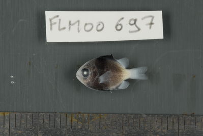 Dascyllus flavicaudus
- Field ID: FLMOO_697
- Collection date: 2009-10-20
- Collection method: Light trap
- GPS: 17Â°28'57,00""S - 149Â°52'22,01""W
- Depth: -2m
- Standard lengh: 12mm
- COI DNA seq.: 
CCTCTATCTAGTATTTGGTGCCTGAGCTGGGATAGTAGGTACAGCCCTAAGCCTGCTTATCCGGGCAGAGCTAAGCCAACCAGGCGCTCTTCTAGGGGACGACCAGATTTATAATGTCATCGTTACAGCGCACGCCTTTGTAATAATTTTCTTTATAGTAATACCAATTATGATTGGAGGGTTTGGAAACTGACTAATTCCTCTTATGATTGGAGCCCCTGACATGGCATTCCCCCGAATAAACAATATAAGTTTCTGACTCTTGCCCCCTTCATTCCTTCTTCTGCTGGCCTCTTCTGGCGTCGAAGCAGGGGCAGGCACAGGATGAACCGTCTACCCTCCCTTATCAGGAAACTTAGCGCATGCAGGAGCTTCCGTAGATCTGACCATTTTCTCGCTCCATCTGGCAGGAATTTCCTCAATCCTGGGGGCAATCAATTTTATCACAACCATCATTAACATGAAACCTCCCGCTATCACCCAGTACCAAACCCCTCTTTTTGTGTGAGCCGTCCTCATCACTGCTGTACTTCTCCTTCTATCCCTTCCAGTCCTAGCTGCTGGAATTACCATGCTCTTAACTGACCGTAACCTAAATACTACATTCTTTGACCCAGCAGGAGGAGGAGACCCGATCCTCTATCAACATTTATTC
