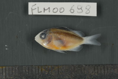 Stegastes nigricans
- Field ID: FLMOO_698
- Collection date: 2009-10-20
- Collection method: Light trap
- GPS: 17Â°28'57,00""S - 149Â°52'22,01""W
- Depth: -2m
- Standard lengh: 21mm
- COI DNA seq.: 
CCTTTATCTAGTATTTGGTGCCTGGGCCGGAATAGTAGGAACAGCTTTAAGTCTCCTCATTCGGGCAGAACTAAGCCAACCAGGTGCTCTCCTCGGAGACGACCAGATTTACAATGTTATTGTTACAGCACATGCCTTTGTAATAATTTTCTTTATAGTAATACCAATCATGATTGGAGGATTTGGAAATTGACTTATCCCCCTAATGATTGGAGCCCCCGATATGGCTTTCCCTCGAATAAACAACATGAGTTTTTGACTCCTTCCCCCATCATTTCTCCTCCTGCTTGCTTCTTCAGGTGTTGAAGCAGGCGCAGGAACAGGGTGAACTGTATACCCCCCACTCTCTGGCAACTTAGCCCACGCAGGGGCTTCCGTTGACCTGACTATTTTTTCACTTCACCTAGCAGGGATCTCGTCCATCCTAGGTGCAATTAACTTCATTACTACAATTATTAATATGAAACCGCCCGCTATTTCCCAATACCAAACCCCACTCTTTGTGTGAGCCGTACTAATCACGGCCGTCCTACTACTCCTCTCTCTTCCAGTACTGGCAGCCGGAATTACTATGCTTCTGACGGACCGGAACCTAAACACCACTTTCTTTGACCCTGCAGGAGGAGGAGATCCCATTCTTTACCAACATCTATTC
