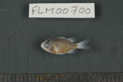 Chromis viridis
- Field ID: FLMOO_700
- Collection date: 2009-10-20
- Collection method: Light trap
- GPS: 17Â°28'57,00""S - 149Â°52'22,01""W
- Depth: -2m
- Standard lengh: 13mm
- COI DNA seq.: 
CCTCTACCTAGTATTTGGTGCCTGAGCTGGAATAGTAGGCACAGCTTTAAGCCTCCTCATTCGAGCAGAACTGAGCCAACCAGGCGCCCTCCTCGGAGACGACCAGATTTATAATGTCATTGTTACAGCACACGCCTTTGTAATAATTTTCTTTATAGTAATGCCAATTATGATTGGAGGATTCGGAAACTGACTTATTCCTCTCATGATCGGGGCCCCTGATATGGCATTCCCTCGAATGAACAACATAAGCTTCTGACTCCTCCCTCCCTCGTTTTTACTTCTACTTGCCTCTTCCGGTGTTGAAGCAGGTGCAGGTACAGGATGAACTGTATACCCTCCCCTGTCGGGAAACCTGGCTCACGCAGGGGCCTCTGTAGACCTAACTATTTTCTCCCTCCACCTGGCAGGTATTTCCTCAATCCTGGGAGCAATTAATTTTATTACTACCATCATTAACATGAAACCCCCTGCTATTTCTCAATATCAAACCCCACTCTTTGTATGAGCCGTTCTCATCACTGCTGTCCTTCTACTACTCTCTCTCCCAGTCTTAGCTGCTGGCATCACCATGCTCCTAACTGATCGAAACCTAAATACCACCTTCTTCGACCCAGCGGGAGGAGGGGACCCAATTCTGTACCAACACCTATTC
