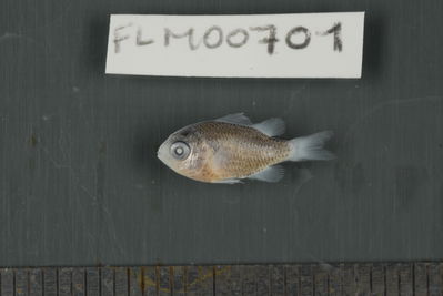 Chromis viridis
- Field ID: FLMOO_701
- Collection date: 2009-10-20
- Collection method: Light trap
- GPS: 17Â°28'57,00""S - 149Â°52'22,01""W
- Depth: -2m
- Standard lengh: 13mm
- COI DNA seq.: 
CCTCTACCTAGTATTTGGTGCCTGAGCTGGAATAGTAGGCACAGCTTTAAGCCTCCTCATTCGAGCAGAACTGAGCCAACCAGGCGCCCTCCTCGGAGACGACCAGATTTATAATGTCATTGTTACAGCACACGCCTTTGTAATAATTTTCTTTATAGTAATGCCAATTATGATTGGAGGATTCGGAAACTGACTTATTCCTCTCATGATCGGGGCCCCTGATATGGCATTCCCTCGAATGAACAACATAAGCTTCTGACTCCTCCCTCCCTCGTTTTTACTTCTACTTGCCTCTTCCGGTGTTGAAGCAGGTGCAGGTACAGGATGAACTGTATACCCTCCCCTGTCGGGAAACCTGGCTCACGCAGGGGCCTCTGTAGACCTAACTATTTTCTCCCTCCACCTGGCAGGTATTTCCTCAATCCTGGGAGCAATTAATTTTATTACTACCATCATTAACATGAAACCCCCTGCTATTTCTCAATATCAAACCCCACTCTTTGTATGAGCCGTTCTCATCACTGCTGTCCTTCTACTACTCTCTCTCCCAGTCTTAGCTGCTGGCATCACCATGCTCCTAACTGATCGAAACCTAAATACCACCTTCTTCGACCCAGCGGGAGGAGGGGACCCAATTCTGTACCAACACCTATTC
