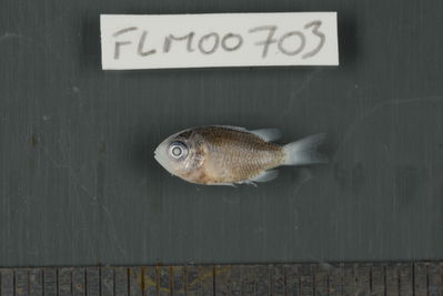 Chromis viridis
- Field ID: FLMOO_703
- Collection date: 2009-10-20
- Collection method: Light trap
- GPS: 17Â°28'57,00""S - 149Â°52'22,01""W
- Depth: -2m
- Standard lengh: 12mm
- COI DNA seq.: 
CCTCTACCTAGTATTTGGTGCCTGAGCTGGAATAGTAGGCACAGCTTTAAGCCTCCTCATTCGAGCAGAACTGAGCCAACCAGGCGCCCTCCTCGGAGACGACCAGATTTATAATGTCATTGTTACAGCACACGCCTTTGTAATAATTTTCTTTATAGTAATGCCAATTATGATTGGAGGATTCGGAAACTGACTTATTCCTCTCATGATCGGGGCCCCTGATATGGCATTCCCTCGAATGAACAACATAAGCTTCTGACTCCTCCCTCCCTCGTTTTTACTTCTACTTGCCTCTTCCGGTGTTGAAGCAGGTGCAGGTACAGGATGAACTGTATACCCTCCCCTGTCGGGAAACCTGGCTCACGCAGGGGCCTCTGTAGACCTAACTATTTTCTCCCTCCACCTGGCAGGTATTTCCTCAATCCTGGGAGCAATTAATTTTATTACTACCATCATTAACATGAAACCCCCTGCTATTTCTCAATATCAAACCCCACTCTTTGTATGAGCCGTTCTCATCACTGCTGTCCTTCTACTACTCTCTCTCCCAGTCTTAGCTGCTGGCATCACCATGCTCCTAACTGATCGAAACCTAAATACCACCTTCTTCGACCCAGCGGGAGGAGGGGACCCAATTCTGTACCAACACCTATTC
