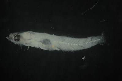 Gobiidae
- Field ID: FLMOO_711
- Collection date: 2009-10-20
- Collection method: Plancton tow
- GPS: 17Â°28'41,99""S - 149Â°55'18,80""W
- Depth: -50m
- Standard lengh: 6mm
- COI DNA seq.: 
CTTGTACTTAGTATTCGGCGCATGAGCCGGAATAGTAGGCACAGCCTTAAGCCTACTGATTCGGGCCGAGCTGAGCCAACCAGGGGCACTTCTAGGGGATGACCAGGTTTATAACGTAATTGTCACAGCCCATGCATTTGTAATAATCTTCTTTATAGTAATACCAATCATGATCGGAGGCTTCGGGAACTGACTTGTTCCCCTGATAATCGGCGCCCCTGACATAGCTTTCCCTCGGTTGAACAATATAAGCTTTTGACTTCTCCCACCTTCTTTCCTCCTCTTGCTTGCATCTTCTGGGGTGGAAGCGGGCGCCGGGACCGGCTGAACTGTATACCCGCCATTAGCAGGCAACCTAGCCCACGCAGGAGCTTCCGTTGACCTTACTATTTTCTCCCTTCACTTAGCAGGCATTTCTTCTATTTTAGGGGCTATTAATTTTATTACAACGATTCTAAACATAAAACCGCCTGCTATATCACAGTATCAGACCCCTCTTTTCGTCTGAGCCGTCCTCATCACTGCTGTTCTCCTTCTTCTTTCCCTGCCCGTCCTAGCTGCCGGTATTACTATGCTACTAACAGACCGGAACTTAAACACCGCATTCTTTGACCCTGCTGGAGGAGGAGACCCCATTCTATACCAACACCTATTT

