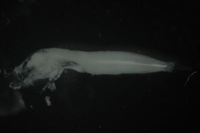 Actinopterygii
- Field ID: FLMOO_721
- Collection date: 2009-10-20
- Collection method: Plancton tow
- GPS: 17Â°28'41,99""S - 149Â°55'18,80""W
- Depth: -50m
- Standard lengh: 8,2mm
- COI DNA seq.: 
CCTCTACCTGGTATTTGGTGCTTGGGCAGGAATAGTCGGTACAGCACTAAGCCTCCTCATTCGAGCAGAACTTAGCCAACCCGGCTCTCTTCTTGGAGATGACCAAATTTATAACGTCATCGTCACAGCCCACGCTTTCGTAATAATTTTCTTTATAGTAATGCCAATTATGATTGGTGGGTTCGGAAATTGACTCATCCCCCTAATGATTGGAGCACCCGACATAGCATTCCCCCGAATAAACAACATGAGTTTTTGACTACTACCCCCCTCCTTCCTCCTTCTTTTAGCCTCCTCCGGAGTAGAAGCAGGAGCAGGAACCGGCTGAACAGTTTATCCGCCCCTGGCAGGGAACTTAGCCCATGCAGGAGCATCTGTTGATCTAACCATTTTCTCCCTTCACCTGGCCGGTGTCTCTTCCATCCTAGGCGCAATCAACTTTATTACAACAATTATTAATATGAAACCTCCTGCCATCTCCCAATACCAAACCCCTCTATTCGTATGAGCTGTACTAATCACCGCCGTTCTTCTTCTCCTCTCCCTTCCAGTCCTTGCTGCAGGCATCACTATGCTATTGACAGACCGAAATCTAAACACAACATTCTTTGATCCCGCCGGTGGAGGGGACCCAATCTTATACCAACACCTGTTC

