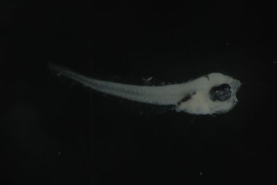 Chrysiptera brownriggii
- Field ID: FLMOO_722
- Collection date: 2009-10-20
- Collection method: Plancton tow
- GPS: 17Â°28'41,99""S - 149Â°55'18,80""W
- Depth: -50m
- Standard lengh: 1,9mm
- COI DNA seq.: 
CCTCTATCTAGTATTTGGTGCTTGAGCTGGAATAGTAGGCACAGCCTTAAGCCTTCTAATTCGAGCAGAACTAAGCCAACCAGGCGCACTCCTAGGAGACGACCAGATTTATAACGTTATCGTAACTGCACATGCCTTTGTAATAATTTTTTTTATAGTTATACCTATCCTTATTGGAGGATTTGGAAATTGACTAGTTCCCTTAATGCTGGGAGCCCCCGATATAGCATTCCCTCGAATAAACAACATAAGCTTCTGACTTCTCCCCCCATCATTCCTTCTCCTACTCACCTCTTCTGGAGTTGAAGCAGGGGCCGGAACAGGCTGAACAGTCTACCCCCCACTGTCCGGGAACCTTGCCCATGCAGGAGCATCAGTAGACCTAACTATCTTCTCTCTTCACCTGGCAGGTATTTCATCAATTCTGGGGGCAATCAACTTTATTACCACCATCATCAATATAAAACCTCCCGCCATCTCACAATACCAAACCCCACTGTTTGTATGGGCCGTCCTAATCACTGCCGTCCTTCTTCTCCTGTCACTTCCAGTTTTAGCTGCTGGCATTACCATGCTCTTGACCGACCGAAATCTTAACACCACTTTCTTTGACCCGGCGGGGGGAGGAGACCCCATCCTCTACCAACACCTATTC
