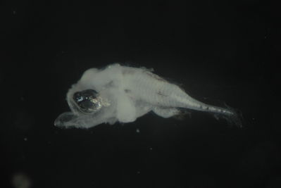 Actinopterygii
- Field ID: FLMOO_728
- Collection date: 2009-10-20
- Collection method: Plancton tow
- GPS: 17Â°31'31,80""S - 149Â°56'17,56""W
- Depth: -50m
- Standard lengh: 2,3mm
- COI DNA seq.: 
CCTTTATCTAGTATTTGGTGCTTGAGCAGGAATGGTGGGCACCGCCCTAAGTTTACTCATCCGAGCCGAACTAAGCCAACCCGGCGCTCTTTTAGGAGACGACCAGATTTATAATGTTATCGTAACAGCGCATGCTTTTGTAATAATTTTCTTTATAGTAATACCAATTATAATCGGGGGCTTCGGTAATTGACTTATCCCCTTAATGATTGGGGCTCCTGACATGGCATTCCCCCGAATGAACAACATGAGCTTTTGACTACTACCTCCCTCTTTCCTTCTCCTCCTAGCCTCTTCAGGGGTAGAAGCAGGGGCAGGAACTGGATGGACAGTGTACCCTCCGCTTGCTGGTAACCTGGCTCACGCAGGGGCATCCGTCGATCTCACTATTTTCTCCCTCCACTTAGCGGGTATTTCCTCAATCCTGGGTGCCATTAATTTTATTACTACAATTATTAACATGAAACCCCCAGCCATTTCTCAATATCAAACACCTCTGTTCGTGTGGGCTGTACTAATTACAGCAGTTCTTCTTCTGCTCTCACTTCCCGTCCTTGCTGCAGGGATTACCATGCTACTAACAGACCGAAATCTTAACACCACTTTCTTTGACCCAGCTGGAGGAGGGGACCCCATCCTCTACCAACACTTGTTC


