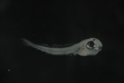 Pomachromis fuscidorsalis
- Field ID: FLMOO_731
- Collection date: 2009-10-20
- Collection method: Plancton tow
- GPS: 17Â°31'31,80""S - 149Â°56'17,56""W
- Depth: -50m
- Standard lengh: 2,3mm
- COI DNA seq.: 
CCTTTATCTAATTTTTGGTGCCTGAGCTGGAATAGTGGGCACAGCCTTGAGCATCCTTATTCGAGCAGAACTAAGCCAACCAGGCGCCCTCCTCGGAGACGACCAAATTTACAATGTAATTGTTACGGCACACGCCTTCGTAATAATTTTCTTTATAGTAATGCCGATTCTAATTGGAGGCTTCGGAAACTGGTTAATTCCTTTAATACTAGGCGCCCCCGACATGGCATTCCCCCGAATAAACAACATAAGTTTCTGACTTCTACCCCCATCATTCCTACTTTTACTTGCCTCCTCTGGCGTTGAAGCCGGGGCCGGAACAGGATGAACTGTATACCCCCCACTATCCGGAAACCTCGCCCACGCAGGAGCATCCGTAGATTTAACCATTTTCTCCCTTCATCTAGCAGGGATTTCATCAATTCTAGGAGCTATTAACTTTATTACTACTATTATTAATATAAAACCCCCTGCTATTTCTCAGTACCAAACGCCGCTATTTGTTTGGGCCGTCCTAATTACAGCCGTACTTCTTTTACTCTCTCTCCCTGTCCTGGCTGCCGGTATTACCATGCTTCTGACTGATCGAAACCTTAATACTACCTTCTTTGACCCTGCCGGAGGGGGGGACCCTATCCTTTACCAACACTTATTC

