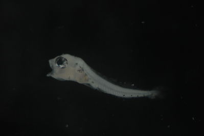 Entomacrodus cymatobiotus
- Field ID: FLMOO_736
- Collection date: 2009-10-20
- Collection method: Plancton tow
- GPS: 17Â°31'31,80""S - 149Â°56'17,56""W
- Depth: -50m
- Standard lengh: 2mm
- COI DNA seq.: 
CCTTTATCTAGTATTTGGTGCTTGAGCAGGAATAGTGGGAACAGCCCTAAGCCTGCTAATCCGAGCCGAACTAAGTCAACCGGGGGCCCTCCTAGGAGACGATCAGATTTATAATGTAATCGTTACGGCCCATGCCTTCGTAATAATTTTCTTTATAGTAATACCAATTATGATTGGCGGATTCGGGAATTGGCTTATCCCTTTAATAATCGGAGCCCCTGATATAGCCTTTCCACGGATAAACAACATAAGCTTCTGACTTCTCCCCCCCTCTTTTCTCCTTCTACTAGCTTCTTCGGGCGTAGAGGCGGGTGCCGGTACAGGATGAACTGTATATCCCCCTCTATCCGGAAACCTTGCCCATGCAGGGGCTTCTGTGGACCTAACCATCTTTTCACTTCACCTAGCAGGGGTATCCTCAATCTTAGGAGCTATCAACTTCATTACCACTATCATCAACATAAAACCTCCCGCAATCTCCCAATATCAAACGCCCTTATTTGTTTGAGCAGTACTTATTACAGCTGTACTCCTTCTTCTATCTTTACCGGTTCTGGCTGCCGGAATCACAATACTTCTTACTGACCGAAATCTAAATACTACCTTCTTTGACCCTGCAGGAGGGGGGGATCCCATTTTATATCAGCACCTGTTC
