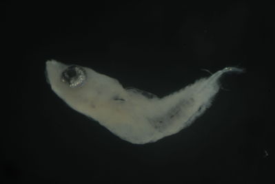 Actinopterygii
- Field ID: FLMOO_969
- Collection date: 2009-12-17
- Collection method: Plancton tow
- GPS: 17Â°28'21,29""S - 149Â°49'52,21""W
- Depth: -50m
- Standard lengh: 2,6mm
- COI DNA seq.: 
CCTCTACCTAGTATTTGGTGCTTGGGCTGGAATAGTAGGAACCGCTTTGAGCCTTCTCATCCGAGCCGAACTAAATCAACCAGGGGCCCTCCTTGGCGACGACCAGATTTACAATGTTATCGTTACGGCCCATGCATTCGTAATAATTTTCTTCATGGTAATGCCTATCATAATTGGTGGCTTTGGCAACTGGCTAATCCCAATAATAATCGGAGCCCCCGACATGGCATTCCCCCGTATGAACAATATAAGCTTCTGACTCCTTCCGCCTTCTTTCCTACTCCTCCTTGCCTCCTCTGGCGTCGAAGCAGGTGCAGGAACAGGGTGAACCGTGTACCCCCCACTATCAAGCAACTTAGCGCACGCCGGGGCATCAGTCGATCTCACAATCTTCTCCCTCCACCTGGCTGGAGTCTCGTCTATCCTGGGGGCTATTAACTTCATTACGACTATTACCAACATAAAACCGCCTGCCCTAACACAGTATCAGACGCCTCTTTTCGTGTGAGCCGTATTAATTACAGCTGTCCTTCTTCTTCTTTCTCTCCCCGTCCTGGCTGCAGGCATTACTATGCTGCTGACCGATCGAAACTTAAACACTACATTCTTTGACCCTGCTGGAGGAGGAGACCCAATCCTCTATCAACACCTTTTC
