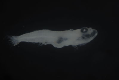 Actinopterygii
- Field ID: FLMOO_981
- Collection date: 2010-01-21
- Collection method: Plancton tow
- GPS: 17Â°28'41,99""S - 149Â°55'18,80""W
- Depth: -50m
- Standard lengh: 3,2mm
- COI DNA seq.: 
CCTTTATTTAGTATTTGGTGCCTGAGCCGGCATAATCGGCACAGCCCTAAGCCTGCTTATTCGGGCCGAGTTAAGTCAGCCCGGCGCTCTACTGGGGGACGATCAGATTTATAATGTGATTGTCACGGCCCACGCCTTCGTAATAATCTTCTTTATAGTAATACCCATCATGATTGGGGGGTTTGGAAACTGACTGATCCCGCTAATGATTGGGGCCCCCGATATGGCCTTTCCCCGAATAAACAACATAAGCTTTTGGCTTCTGCCCCCCTCTTTTCTCCTTTTATTAGCATCCTCTGGAGTCGAGGCAGGGGCTGGAACTGGGTGGACCGTTTACCCGCCGTTGGCGGGCAATCTCGCCCATGCCGGGGCCTCTGTTGACCTAACTATTTTTTCTCTCCACCTAGCGGGAATCTCGTCTATCCTAGGGGCAATCAATTTTATTACAACAATTCTTAACATAAAACCTCCCGCCATGTCTCAGTATCAAACCCCACTTTTTGTGTGGGCAGTTCTAATTACCGCTGTCCTCCTACTTCTCTCGCTCCCAGTTCTTGCCGCGGGCATTACTATGCTGCTAACAGACCGAAACCTAAACACCACATTCTTTGACCCTGCTGGAGGGGGGGACCCGATTCTCTACCAACACTTATTC
