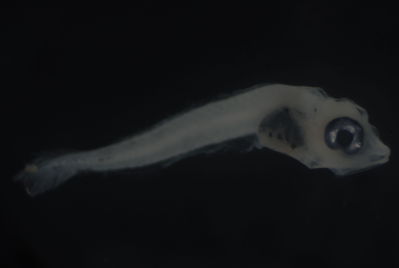 Actinopterygii
- Field ID: FLMOO_989
- Collection date: 2010-01-21
- Collection method: Plancton tow
- GPS: 17Â°31'31,80""S - 149Â°56'17,56""W
- Depth: -50m
- Standard lengh: 3,4mm
- COI DNA seq.: 
CCTTTACCTAGTCTTTGGTGCCTGGGCTGGGATGGTAGGAACTGCCCTAAGCCTGCTTATTCGTGCTGAACTTTGCCAACCCGGGGCTCTTTTAGGAGACGACCAGATTTATAACGTAATCGTCACAGCCCACGCCTTTGTAATAATCTTCTTCATGGTAATGCCCATCATGATCGGAGGGTTTGGAAACTGACTTATCCCACTTATGATTGGTGCACCAGACATGGCATTCCCCCGAATGAACAATATGAGCTTCTGGCTCCTTCCCCCTTCTTTCCTCCTTCTACTCGCCTCTTCTGGTGTTGAAGCAGGGGCAGGCACTGGCTGAACAGTCTACCCCCCACTGGCAGGAAATCTAGCCCACGCGGGAGCATCGGTAGATCTAACTATCTTCTCACTTCACCTCGCAGGGATTTCTTCAATCCTTGGGGCAATCAATTTTATTACCACAATCATCAACATGAAACCCCCTGCAATTTCCCAGTACCAAACGCCTCTGTTTGTGTGAGCTGTTTTAATTACAGCTGTCCTACTCCTTCTATCACTCCCAGTCCTCGCTGCCGGCATCACTATGCTACTAACAGACCGGAATCTGAACACAACCTTCTTTGACCCGGCCGGGGGAGGAGACCCAATTCTGTACCAACACCTATTC

