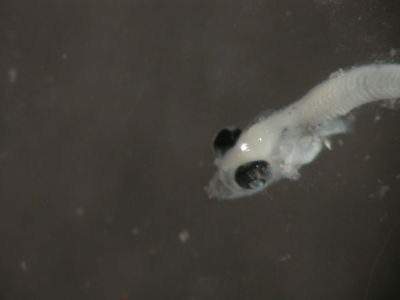Nannosalarias nativitatis
- Field ID: FLMOO 002
- Collection date: 2008-9-30
- Collection method: Plancton Tow
- GPS: 17Â°28'42,0"" S - 149Â°55'18,8"" W
- Depth: -50m
- Standard length: -
- COI DNA seq.: 
CCTCTACATAATCTTTGGTGCATGAGCAGGTATAGTAGGTACGGCTTTAAGCCTGCTAATTCGGGCAGAGCTAAGCCAACCAGGAGCCCTCTTAGGAGACGACCAAATTTATAATGTAATCGTTACAGCCCATGCTTTCGTTATAATCTTCTTTATAGTAATACCAATCATGATTGGCGGGTTTGGCAATTGACTAATCCCCTTGATGATTGGAGCACCTGATATGGCCTTCCCGCGAATAAATAATATGAGCTTCTGGCTACTCCCACCCTCTTTCCTTCTTCTTCTAGCTTCTTCTGGCGTGGAAGCAGGGGCCGGTACGGGCTGAACTGTGTACCCACCCCTTTCCGGGAATCTAGCACATGCAGGAGCTTCCGTAGACTTAACAATCTTTTCCCTCCATCTAGCGGGAGTATCTTCAATTCTGGGGGCTATTAATTTTATTACTACTATTATTAATATGAAACCCCCAGCCATTTCGCAGTACCAGACACCCTTGTTTGTCTGGGCCGTTCTTATTACAGCTGTCCTTCTCCTTCTTTCCCTCCCCGTCTTAGCTGCTGGTATTACAATGCTTCTAACAGATCGAAATTTAAACACAACCTTCTTCGACCCTGCAGGGGGTGGAGACCCCATTCTTTACCAACATCTATTC

