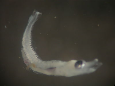 Sphyraena barracuda
- Field ID: FLMOO 072
- Collection date: 2008-10-29
- Collection method: Plancton Tow
- GPS: 17Â°28'42,0"" S - 149Â°55'18,8"" W
- Depth: -50m
- Standard length: 3,4mm
- COI DNA seq.: 
CCTTTACCTTCTGTTCGGTGCCTGAGCTGGAATAGTAGGCACAGCCCTAAGCCTACTTATCCGAGCTGAACTGAGCCAACCTGGCTCCCTCCTGGGAGACGACCAGATTTATAATGTAATCGTCACAGCACACGCCTTTGTAATAATCTTTTTTATAGTTATACCCATCATGATTGGGGGCTTTGGAAACTGACTTATTCCCTTAATAATTGGTGCCCCGGACATGGCATTCCCTCGAATAAATAACATAAGCTTTTGACTACTCCCTCCTTCCTTCCTCTTACTCCTCTCTTCTTCAGCCGTCGAAGCAGGAGCCGGAACCGGATGGACCGTTTACCCCCCTCTAGCTGGAAACCTAGCTCACGCAGGAGCATCCGTCGACCTAACTATCTTCTCCCTACATCTAGCAGGGATTTCCTCAATCCTAGGGGCCATTAATTTTATTACAACCATCATTAACATGAAACCCGCAGCAACCTCAATGTATCAAATTCCCCTATTTGTCTGAGCTGTCTTAATTACTGCTGTCCTTCTTCTTCTCTCTCTCCCCGTTCTAGCTGCTGGGATTACAATACTCTTAACAGATCGAAACCTAAACACTGCCTTCTTTGACCCAGCAGGAGGAGGAGACCCCATCCTTTACCAACACTTATTTTGA

