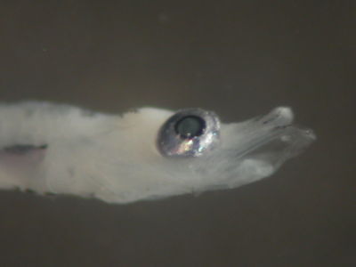 Sphyraena barracuda
- Field ID: FLMOO 072
- Collection date: 2008-10-29
- Collection method: Plancton Tow
- GPS: 17Â°28'42,0"" S - 149Â°55'18,8"" W
- Depth: -50m
- Standard length: 3,4mm
- COI DNA seq.: 
CCTTTACCTTCTGTTCGGTGCCTGAGCTGGAATAGTAGGCACAGCCCTAAGCCTACTTATCCGAGCTGAACTGAGCCAACCTGGCTCCCTCCTGGGAGACGACCAGATTTATAATGTAATCGTCACAGCACACGCCTTTGTAATAATCTTTTTTATAGTTATACCCATCATGATTGGGGGCTTTGGAAACTGACTTATTCCCTTAATAATTGGTGCCCCGGACATGGCATTCCCTCGAATAAATAACATAAGCTTTTGACTACTCCCTCCTTCCTTCCTCTTACTCCTCTCTTCTTCAGCCGTCGAAGCAGGAGCCGGAACCGGATGGACCGTTTACCCCCCTCTAGCTGGAAACCTAGCTCACGCAGGAGCATCCGTCGACCTAACTATCTTCTCCCTACATCTAGCAGGGATTTCCTCAATCCTAGGGGCCATTAATTTTATTACAACCATCATTAACATGAAACCCGCAGCAACCTCAATGTATCAAATTCCCCTATTTGTCTGAGCTGTCTTAATTACTGCTGTCCTTCTTCTTCTCTCTCTCCCCGTTCTAGCTGCTGGGATTACAATACTCTTAACAGATCGAAACCTAAACACTGCCTTCTTTGACCCAGCAGGAGGAGGAGACCCCATCCTTTACCAACACTTATTTTGA

