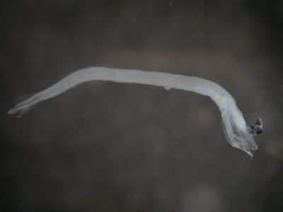 Actinopterygii
- Field ID: FLMOO 084
- Collection date: 2008-10-29
- Collection method: Plancton Tow
- GPS: 17Â°36'46,9"" S - 149Â°49'17,8"" W
- Depth: -50m
- Standard length: 5,5mm
- COI DNA seq.: 
CCTCTACCTATTATTCGGTGCCTGGGCCGGGATGGTGGGCACAGCCCTAAGCCTTCTCATCCGAGCAGAGCTAAGCCAACCCGGAGCCCTCTTAGGAGACGACCAGATCTACAACGTTATCGTTACCGCCCACGCCTTCGTAATAATTTTCTTTATAGTGATGCCAATTATGATTGGAGGTTTCGGAAACTGGCTCATCCCTTTAATGATCGGCGCCCCCGACATGGCATTCCCCCGAATGAATAACATGAGCTTTTGACTACTACCCCCATCTTTCCTATTACTACTAGCCTCCTCCGCCGTAGAAGCAGGGGCCGGGACAGGATGAACTGTCTACCCCCCTCTCGCCAGCAACCTGGCACATGCCGGAGCCTCTGTAGACCTAACTATTTTCTCCCTCCATCTGGCAGGTATTTCCTCTATTCTAGGGGCTATTAACTTCATCACAACAATTATTAATATGAAACCCCCCGCCATCACCCAGTATCAGACACCCCTCTTTGTCTGAGCAGTCCTTATTACCGCCGTCCTCCTTCTACTATCCCTCCCTGTTCTAGCGGCCGGTATCACAATGCTACTCACTGATCGAAACCTGAACACCACCTTCTTTGACCCGGCAGGAGGGGGTGACCCGATCCTTTATCAGCACCTATTC

