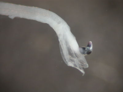 Actinopterygii
- Field ID: FLMOO 084
- Collection date: 2008-10-29
- Collection method: Plancton Tow
- GPS: 17Â°36'46,9"" S - 149Â°49'17,8"" W
- Depth: -50m
- Standard length: 5,5mm
- COI DNA seq.: 
CCTCTACCTATTATTCGGTGCCTGGGCCGGGATGGTGGGCACAGCCCTAAGCCTTCTCATCCGAGCAGAGCTAAGCCAACCCGGAGCCCTCTTAGGAGACGACCAGATCTACAACGTTATCGTTACCGCCCACGCCTTCGTAATAATTTTCTTTATAGTGATGCCAATTATGATTGGAGGTTTCGGAAACTGGCTCATCCCTTTAATGATCGGCGCCCCCGACATGGCATTCCCCCGAATGAATAACATGAGCTTTTGACTACTACCCCCATCTTTCCTATTACTACTAGCCTCCTCCGCCGTAGAAGCAGGGGCCGGGACAGGATGAACTGTCTACCCCCCTCTCGCCAGCAACCTGGCACATGCCGGAGCCTCTGTAGACCTAACTATTTTCTCCCTCCATCTGGCAGGTATTTCCTCTATTCTAGGGGCTATTAACTTCATCACAACAATTATTAATATGAAACCCCCCGCCATCACCCAGTATCAGACACCCCTCTTTGTCTGAGCAGTCCTTATTACCGCCGTCCTCCTTCTACTATCCCTCCCTGTTCTAGCGGCCGGTATCACAATGCTACTCACTGATCGAAACCTGAACACCACCTTCTTTGACCCGGCAGGAGGGGGTGACCCGATCCTTTATCAGCACCTATTC
