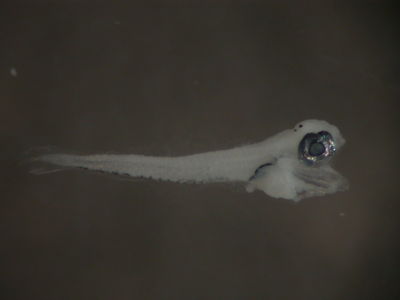 Chrysiptera brownriggii
- Field ID: FLMOO 087
- Collection date: 2008-10-29
- Collection method: Plancton Tow
- GPS: 17Â°36'46,9"" S - 149Â°49'17,8"" W
- Depth: -50m
- Standard length: 1,8mm
- COI DNA seq.: 
CCTCTATCTAGTATTTGGTGCTTGAGCTGGAATAGTAGGCACAGCCTTAAGCCTTCTAATTCGAGCAGAACTAAGCCAACCAGGCGCACTCCTAGGAGACGACCAGATTTATAACGTTATCGTAACTGCACATGCCTTTGTAATAATTTTTTTTATAGTTATACCTATCCTTATTGGAGGATTTGGAAATTGACTAGTTCCCTTAATGCTGGGAGCCCCCGATATAGCATTCCCTCGAATAAACAACATAAGCTTCTGACTTCTCCCCCCATCATTCCTTCTCCTACTCACCTCTTCTGGAGTTGAAGCAGGGGCCGGAACAGGCTGAACAGTCTACCCCCCACTGTCCGGGAACCTTGCCCATGCAGGAGCATCAGTAGACCTAACTATCTTCTCTCTTCACCTGGCAGGTATTTCATCAATTCTGGGGGCAATCAACTTTATTACCACCATCATCAATATAAAACCTCCCGCCATCTCACAATACCAAACCCCACTGTTTGTATGGGCCGTCCTAATCACTGCCGTCCTTCTTCTCCTGTCACTTCCAGTTTTAGCTGCTGGCATTACCATGCTCTTGACCGACCGAAATCTTAACACCACTTTCTTTGACCCGGCGGGGGGAGGAGACCCCATCCTCTACCAACACCTATTC

