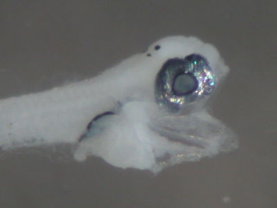 Chrysiptera brownriggii
- Field ID: FLMOO 087
- Collection date: 2008-10-29
- Collection method: Plancton Tow
- GPS: 17Â°36'46,9"" S - 149Â°49'17,8"" W
- Depth: -50m
- Standard length: 1,8mm
- COI DNA seq.:
CCTCTATCTAGTATTTGGTGCTTGAGCTGGAATAGTAGGCACAGCCTTAAGCCTTCTAATTCGAGCAGAACTAAGCCAACCAGGCGCACTCCTAGGAGACGACCAGATTTATAACGTTATCGTAACTGCACATGCCTTTGTAATAATTTTTTTTATAGTTATACCTATCCTTATTGGAGGATTTGGAAATTGACTAGTTCCCTTAATGCTGGGAGCCCCCGATATAGCATTCCCTCGAATAAACAACATAAGCTTCTGACTTCTCCCCCCATCATTCCTTCTCCTACTCACCTCTTCTGGAGTTGAAGCAGGGGCCGGAACAGGCTGAACAGTCTACCCCCCACTGTCCGGGAACCTTGCCCATGCAGGAGCATCAGTAGACCTAACTATCTTCTCTCTTCACCTGGCAGGTATTTCATCAATTCTGGGGGCAATCAACTTTATTACCACCATCATCAATATAAAACCTCCCGCCATCTCACAATACCAAACCCCACTGTTTGTATGGGCCGTCCTAATCACTGCCGTCCTTCTTCTCCTGTCACTTCCAGTTTTAGCTGCTGGCATTACCATGCTCTTGACCGACCGAAATCTTAACACCACTTTCTTTGACCCGGCGGGGGGAGGAGACCCCATCCTCTACCAACACCTATTC

