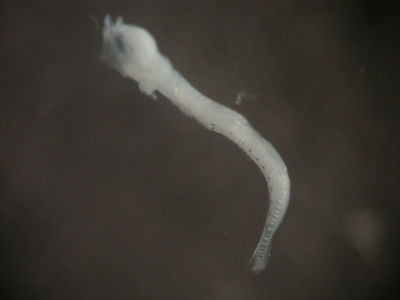 Actinopterygii
- Field ID: FLMOO 088
- Collection date: 2008-10-29
- Collection method: Plancton Tow
- GPS: 17Â°36'46,9"" S - 149Â°49'17,8"" W
- Depth: -50m
- Standard length: 3,1mm
- COI DNA seq.: 
CCTTTACCTGGTATTCGGTGCCTGGGCTGGAATAGTGGGAACTGCTCTAAGCCTCCTTATCCGGGCTGAACTCAGCCAACCTGGAGCCCTTCTGGGCGATGATCAAATTTATAACGTAATCGTAACAGCTCACGCTTTCGTAATGATTTTCTTTATGGTAATGCCTCTTATGATCGGGGGATTCGGAAACTGACTAATCCCACTAATGATCGGTGCCCCCGACATGGCATTCCCGCGAATAAATAATATGAGCTTCTGACTACTTCCGCCATCATTCCTTCTTCTCCTAGCCTCATCTGGCATTGAAGCCGGGGCTGGTACTGGCTGAACAGTCTACCCTCCACTTGCCGGCAATCTTGCCCACGCAGGTGCCTCTGTAGACCTAACAATCTTTTCGCTTCACTTAGCGGGTATTTCCTCAATCCTTGGGGCTATCAATTTTATTACCACAATTATTAATATAAAACCACCGGCAACAACCCAATTCCAGACCCCACTGTTCGTATGGGCAGTACTGATTACGGCTGTTCTCCTCCTTCTATCCCTTCCCGTCCTTGCAGCAGGTATTACTATGCTCCTAACGGACCGAAACCTAAACACAACCTTCTTCGACCCTGCAGGAGGAGGGGACCCAATTCTGTACCAACACCTATTC

