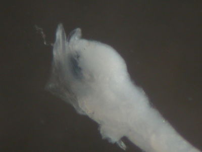 Actinopterygii
- Field ID: FLMOO 088
- Collection date: 2008-10-29
- Collection method: Plancton Tow
- GPS: 17Â°36'46,9"" S - 149Â°49'17,8"" W
- Depth: -50m
- Standard length: 3,1mm
- COI DNA seq.: 
CCTTTACCTGGTATTCGGTGCCTGGGCTGGAATAGTGGGAACTGCTCTAAGCCTCCTTATCCGGGCTGAACTCAGCCAACCTGGAGCCCTTCTGGGCGATGATCAAATTTATAACGTAATCGTAACAGCTCACGCTTTCGTAATGATTTTCTTTATGGTAATGCCTCTTATGATCGGGGGATTCGGAAACTGACTAATCCCACTAATGATCGGTGCCCCCGACATGGCATTCCCGCGAATAAATAATATGAGCTTCTGACTACTTCCGCCATCATTCCTTCTTCTCCTAGCCTCATCTGGCATTGAAGCCGGGGCTGGTACTGGCTGAACAGTCTACCCTCCACTTGCCGGCAATCTTGCCCACGCAGGTGCCTCTGTAGACCTAACAATCTTTTCGCTTCACTTAGCGGGTATTTCCTCAATCCTTGGGGCTATCAATTTTATTACCACAATTATTAATATAAAACCACCGGCAACAACCCAATTCCAGACCCCACTGTTCGTATGGGCAGTACTGATTACGGCTGTTCTCCTCCTTCTATCCCTTCCCGTCCTTGCAGCAGGTATTACTATGCTCCTAACGGACCGAAACCTAAACACAACCTTCTTCGACCCTGCAGGAGGAGGGGACCCAATTCTGTACCAACACCTATTC

