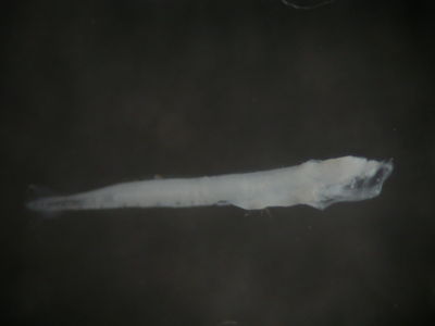 Ceratoscopelus warmingii
- Field ID: FLMOO 090
- Collection date: 2008-10-29
- Collection method: Plancton Tow
- GPS: 17Â°36'46,9"" S - 149Â°49'17,8"" W
- Depth: -50m
- Standard length: 4mm
- COI DNA seq.: 
CCTCTACCTGGTATTTGGTGCCTGAGCAGGTATAGTAGGAACTGCTTTAAGCCTGCTTATTCGGGCTGAACTCAGCCAACCTGGAGCCCTTCTGGGTGATGATCAAATCTATAACGTAATCGTTACAGCTCACGCTTTCGTCATGATTTTCTTCATGGTAATGCCTCTTATGATCGGAGGGTTCGGAAACTGACTTATCCCCCTTATGATCGGGGCCCCCGACATGGCATTCCCGCGAATGAACAACATGAGCTTCTGACTCCTTCCGCCTTCTTTCCTTCTTCTCCTAGCCTCATCTGGCGTTGAAGCCGGTGCAGGTACTGGCTGAACAGTTTACCCTCCCCTAGCGGGCAACCTCGCCCACGCTGGGGCCTCTGTAGACCTAACAATTTTCTCACTCCACCTAGCTGGTATTTCATCAATTCTAGGGGCCATCAACTTTATTACTACTATTATCAATATGAAACCCCCAGCAACTACTCAGTTCCAAACACCTCTGTTTGTCTGAGCAGTACTAATTACCGCCGTTCTACTCCTCCTCTCCCTGCCTGTCCTGGCCGCTGGAATTACAATGCTCTTAACAGATCGAAATCTAAACACAACCTTCTTCGACCCTGCAGGAGGTGGTGACCCTATTCTTTACCAACACCTGTTC


