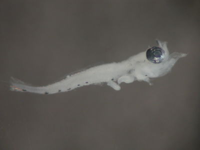 Nannosalarias nativitatis
- Field ID: FLMOO 092
- Collection date: 2008-10-29
- Collection method: Plancton Tow
- GPS: 17Â°36'46,9"" S - 149Â°49'17,8"" W
- Depth: -50m
- Standard length: 2mm
- COI DNA seq.: 
CCTCTACATAATCTTTGGTGCATGAGCAGGTATAGTAGGTACGGCTTTAAGCCTGCTAATTCGGGCAGAGCTAAGCCAGCCAGGAGCCCTCTTAGGAGACGACCAAATTTATAATGTAATCGTTACAGCCCATGCTTTCGTTATAATCTTCTTTATAGTAATACCAATCATGATTGGCGGGTTTGGCAATTGACTAATCCCCTTGATGATTGGAGCACCTGATATGGCCTTCCCGCGAATAAATAATATGAGCTTCTGGCTACTCCCACCCTCTTTCCTTCTTCTTCTAGCTTCTTCTGGCGTGGAAGCAGGGGCCGGTACGGGCTGAACTGTATACCCACCCCTTTCCGGGAATCTAGCACATGCAGGAGCTTCCGTAGACTTGACAATCTTTTCCCTCCATCTAGCGGGAGTGTCTTCAATTCTGGGGGCTATTAATTTTATTACTACTATTATTAATATGAAACCCCCAGCCATTTCGCAGTACCAGACACCCTTGTTTGTCTGGGCCGTTCTTATTACAGCTGTCCTTCTCCTTCTTTCCCTCCCCGTCTTAGCTGCTGGTATTACAATGCTTCTAACAGATCGAAATTTAAACACAACCTTCTTCGACCCTGCAGGAGGTGGAGACCCCATTCTTTACCAACATCTATTC

