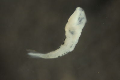 Cheilodipterus quinquelineatus
- Field ID: FL MOO 106
- Collection date: 2008-10-29
- Collection method: Plancton Tow
- GPS: 17Â° 29' 00,2"" S - 149Â° 45' 02,7"" W
- Depth: -50m
- Standard length: 2,4mm
- COI DNA seq.: 
CCTTTATCTAGTATTTGGTGCTTGAGCCGGAATGGTCGGTACAGCGCTTAGCTTGCTTATTCGGGCAGAGCTAAGCCAGCCAGGAGCCCTTCTTGGCGATGACCAAATTTATAACGTAATCGTTACGGCACATGCGTTCGTAATGATTTTCTTTATAGTAATACCAATTATGATTGGAGGTTTCGGAAACTGACTTATTCCTCTAATGATCGGTGCCCCCGACATGGCTTTCCCTCGAATAAATAACATGAGCTTCTGACTTCTTCCCCCCTCCTTCCTACTTCTACTTGCTTCCTCTGGCGTAGAGGCCGGGGCCGGAACTGGATGAACTGTCTATCCCCCTCTTGCTGGCAATCTTGCCCACGCAGGAGCCTCCGTTGATTTAACAATCTTTTCCCTCCACTTAGCGGGTGTTTCCTCAATTCTGGGGGCAATTAATTTTATTACTACGATTATTAATATGAAACCCCCTGCTATTACTCAATATCAGACCCCCCTGTTTGTCTGAGCGGTCCTTATTACGGCCGTCCTGCTGCTTCTTTCCCTCCCCGTCCTAGCTGCCGGCATTACAATGCTACTCACTGATCGAAACTTAAATACAACCTTCTTTGACCCAGCAGGGGGTGGAGACCCAATTCTCTATCAACACTTATTC

