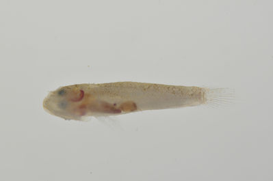 Feia nympha
- Field ID: AUST-110
- Collection date: 2013-4-12
- GPS: -23,85 / -147,67
- Depth: -13m
- Standard length: 15.5mm
- COI DNA seq.: -

